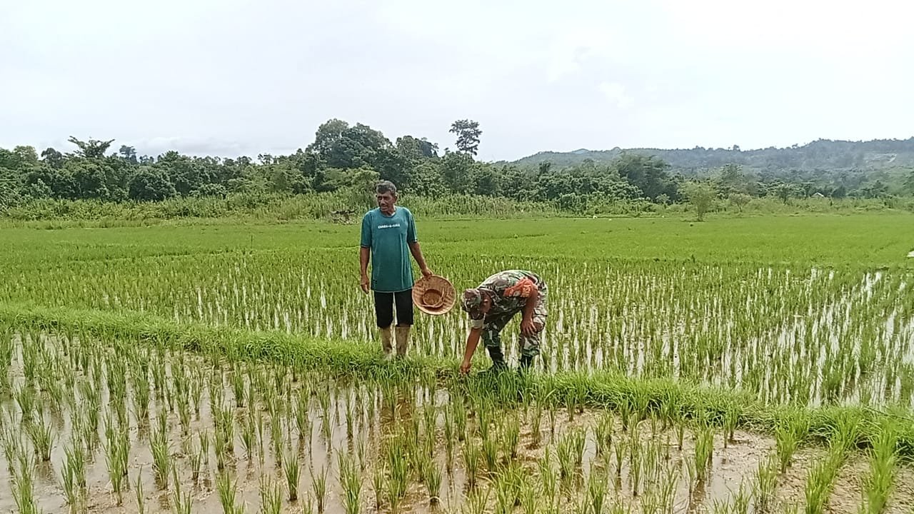 Babinsa Setia Bakti Dampingi Petani Lhok Timon Rawat Tanaman Padi